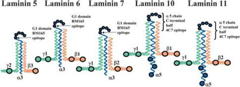 cinesina|13.5: Laminins .